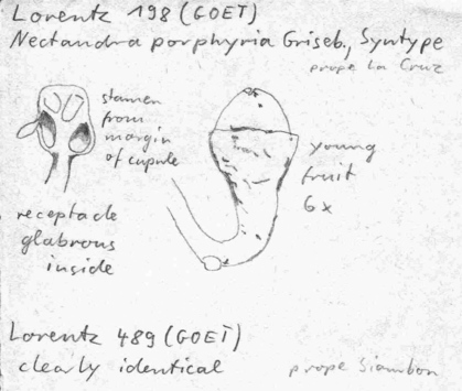 Vorschaubild Nectandra porphyria Griseb.